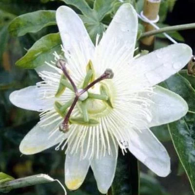 PASSIFLORA caruela ' Constance Elliot'