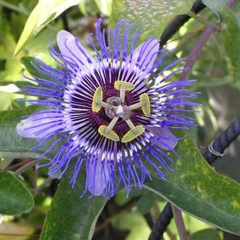 PASSIFLORA caruela 'Purple Haze' - Passiflore