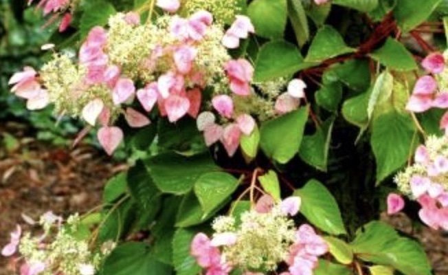 SCHIZOPHRAGMA hydrangeoides 'Rose Sensation'® - Hortensia grimpant 'Rose Sensation'®