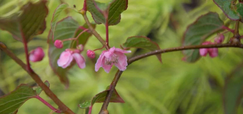 ACTINIDIA tetramera maloides