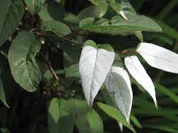 ACTINIDIA tetramera maloides