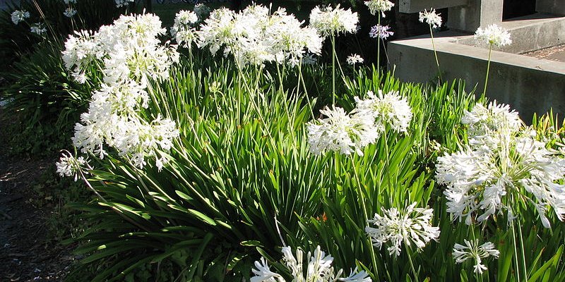 AGAPANTHUS 'White Baby' - Agapanthe blanche
