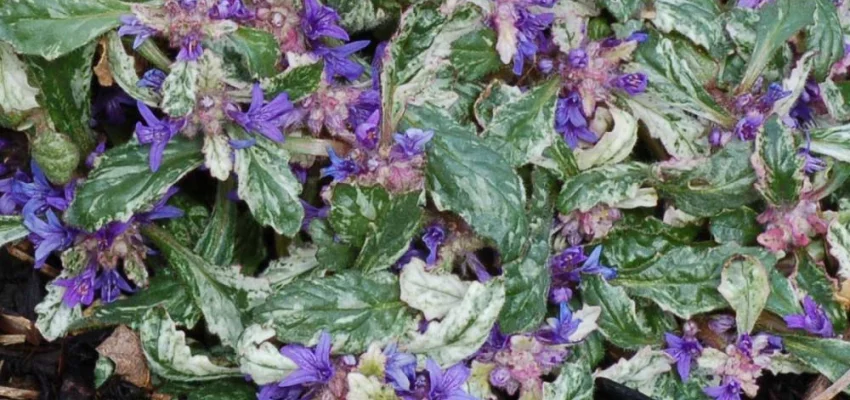 AJUGA reptans 'Sparkler' - Bugle rampant