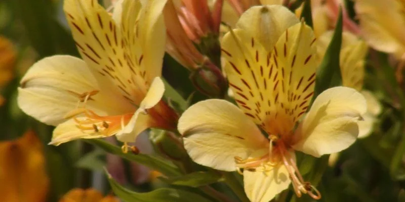 ALSTROEMERIA 'Layon' - Alstroémère, Lys des Incas