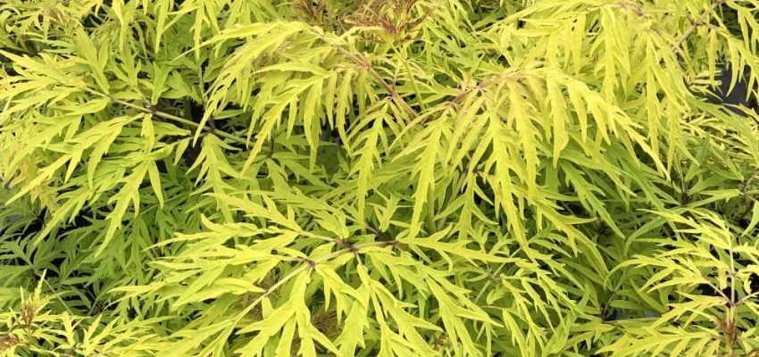 SAMBUCUS nigra 'Lemony Lace'® - Sureau à grappes doré