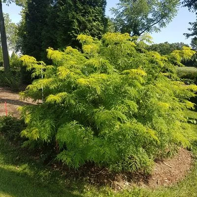 SAMBUCUS nigra 'Lemony Lace'® - Sureau à grappes doré