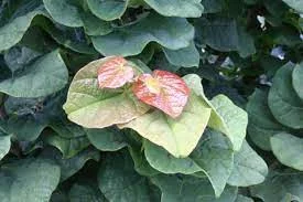 CERCIS canadensis 'Little Woody' - Arbre de Judée, gainier du Canada rouge