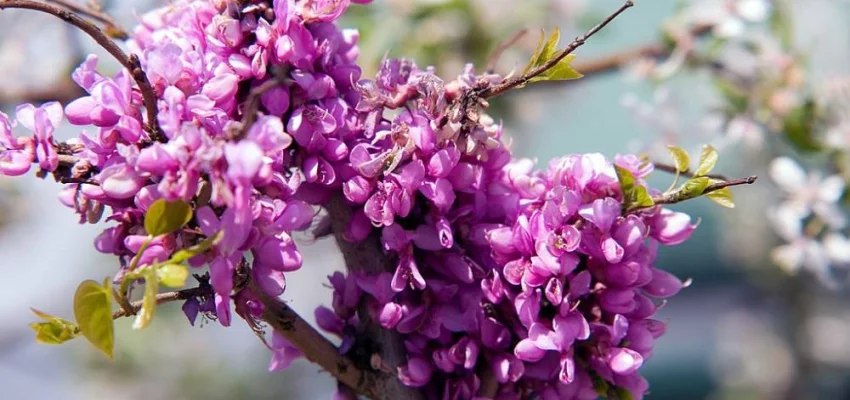 CERCIS canadensis 'Little Woody' - Arbre de Judée, gainier du Canada rouge