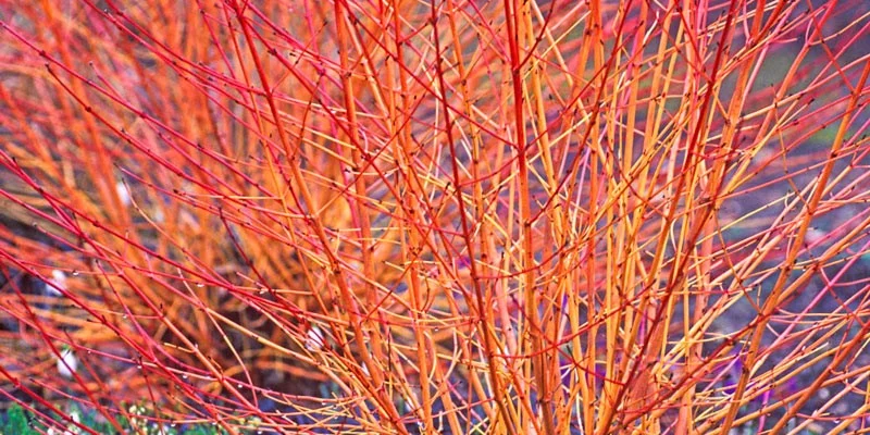 CORNUS alba 'Winter Orange' - Cornouiller blanc