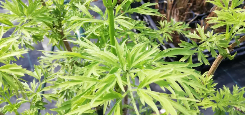 SAMBUCUS nigra 'Golden Tower' - Sureau noir colonnaire