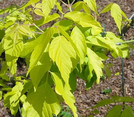 ACER negundo 'kelly's Gold' - Erable à feuilles de frêne doré