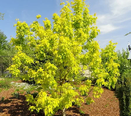 ACER negundo 'kelly's Gold' - Erable à feuilles de frêne doré