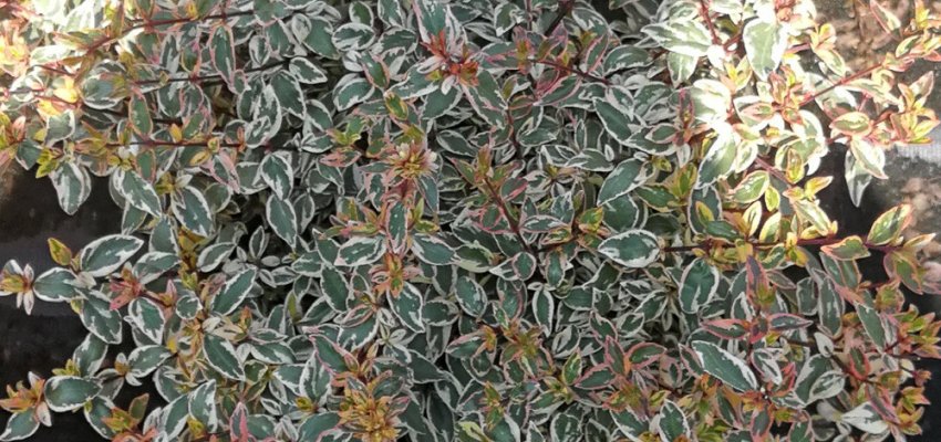 ABELIA Grandiflora 'Tricolor Charm'®