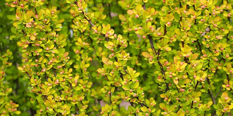 BERBERIS thunbergii 'Maria'® - Epine vinette de Thunberg