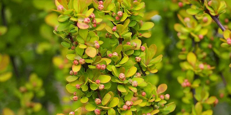 BERBERIS thunbergii 'Maria'® - Epine vinette de Thunberg