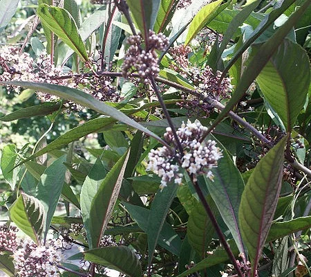 CALLICARPA Kwangtungensis - Arbre aux bonbons