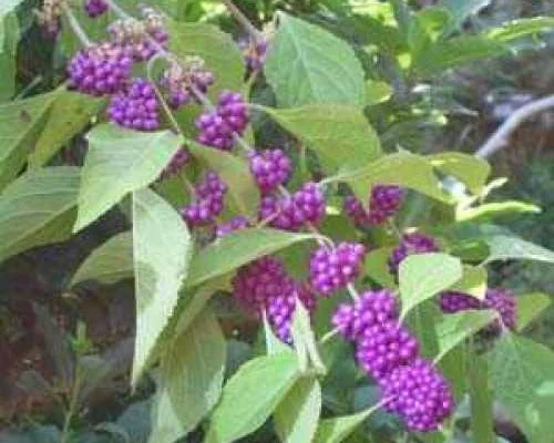 CALLICARPA Kwangtungensis - Arbre aux bonbons