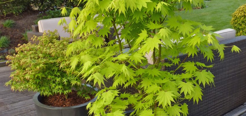 Érable du Japon 'Aureum' - Acer palmatum 'Aureum', érable japonais