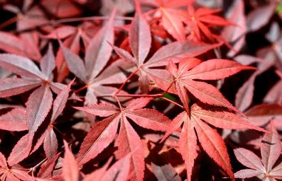 Érable du Japon 'Shojo-Nomura' - Acer palmatum 'Shojo-Nomura', érable japonais