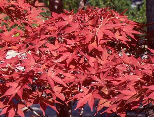 Érable du Japon 'Shojo-Nomura' - Acer palmatum 'Shojo-Nomura', érable japonais