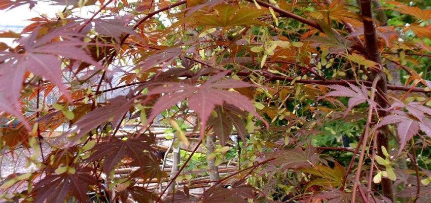 ACER palmatum 'Yezo-Nishiki' - Erable du Japon