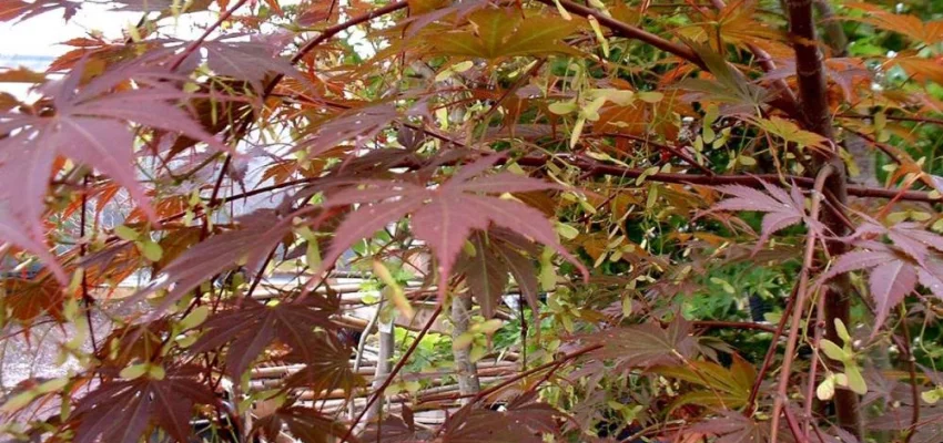 Érable du Japon 'Yezo-Nishiki' - Acer palmatum 'Yezo-Nishiki', érable japonais