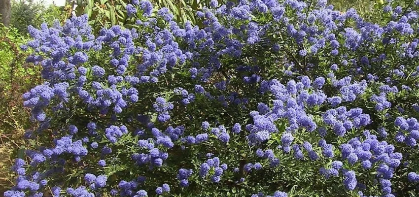 CEANOTHUS arboreus 'Trewithen Blue' - Céanothe en arbre, Lilas de Californie