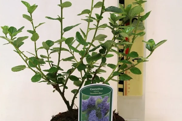 CEANOTHUS 'Trewithen Blue' - Céanothe