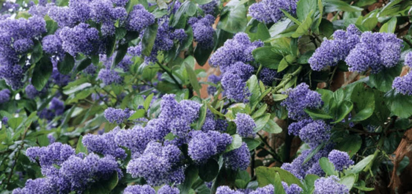 CEANOTHUS arboreus 'Trewithen Blue' - Céanothe en arbre, Lilas de Californie