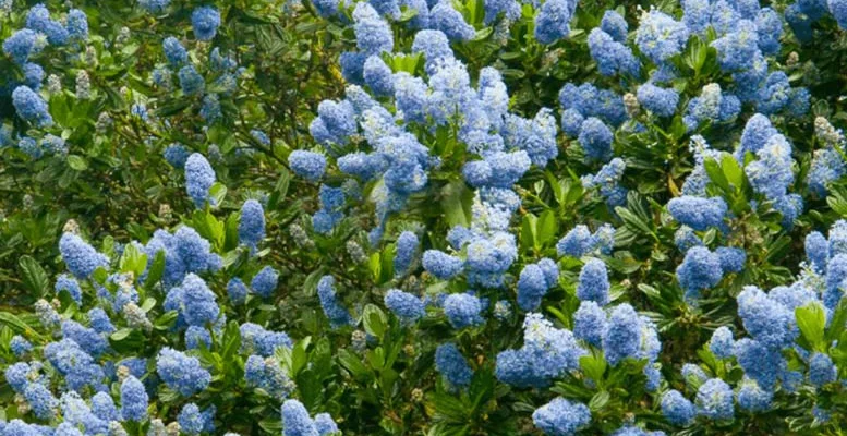 CEANOTHUS 'Cascade' - Céanothe, Lilas de Californie