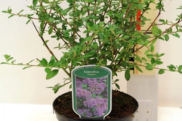 CEANOTHUS 'Cascade' - Céanothe, Lilas de Californie