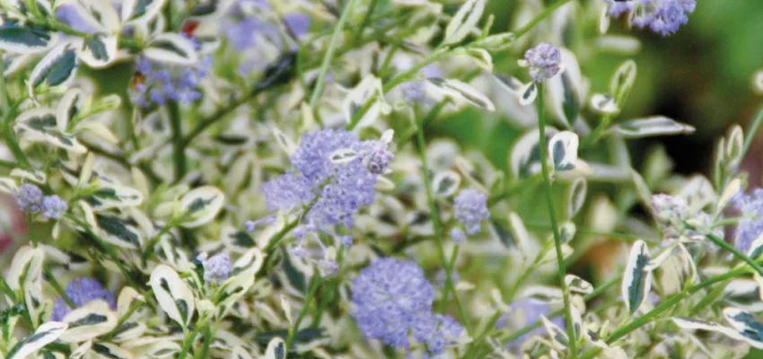 CEANOTHUS impressus 'Cool Blue'® - Céanothe