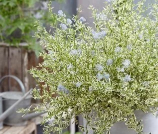 CEANOTHUS impressus 'Cool Blue'® - Céanothe