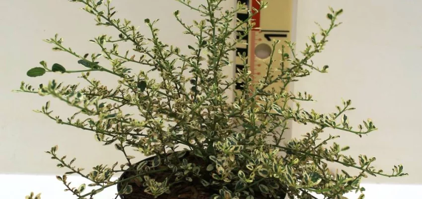 CEANOTHUS impressus 'Cool Blue'® - Céanothe