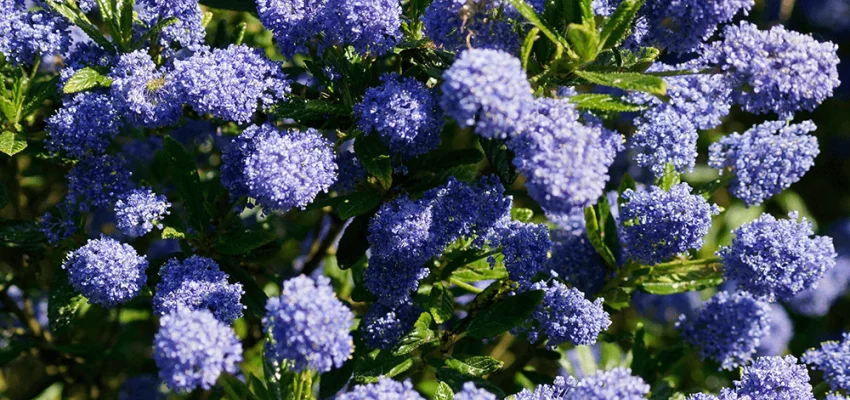 CEANOTHUS 'Puget Blue' - Ceanothe bleu
