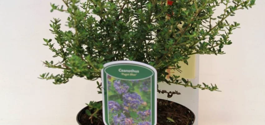 CEANOTHUS 'Puget Blue' - Ceanothe bleu