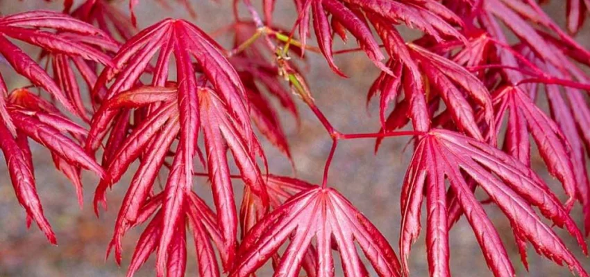 Érable du Japon 'Trompenburg' - Acer palmatum 'Trompenburg', érable japonais