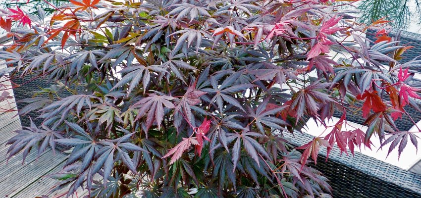 Érable du Japon 'Trompenburg' - Acer palmatum 'Trompenburg', érable japonais