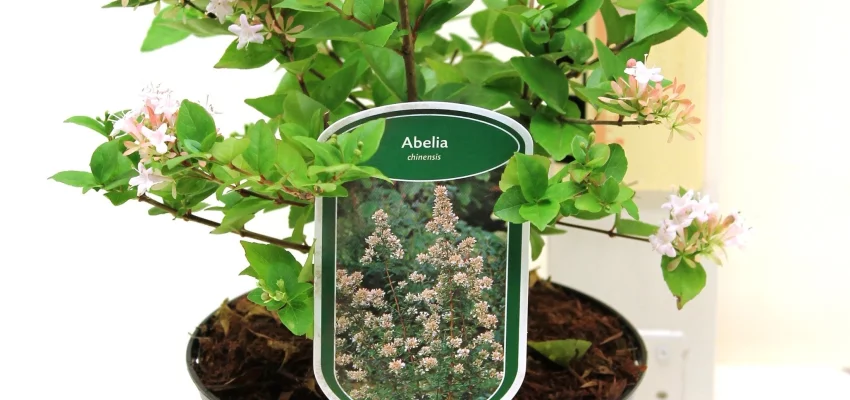 ABELIA chinensis - Abélia de Chine