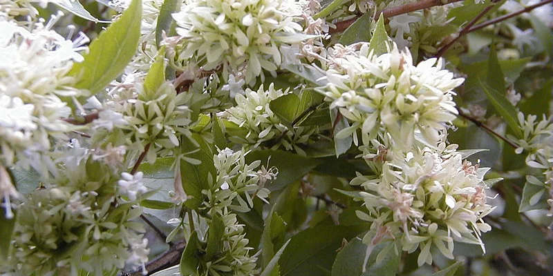 ABELIA chinensis - Abélia de Chine