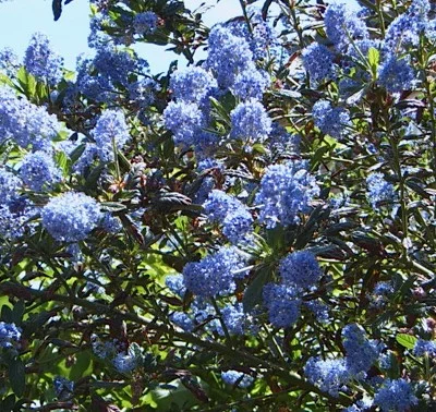 CEANOTHUS 'Italian Skies' - Céanothe, Lilas de Californie