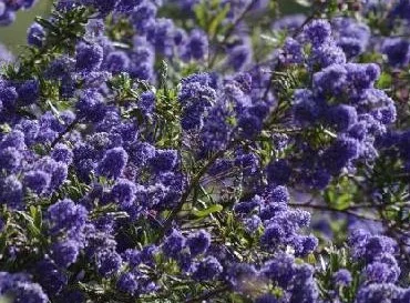 CEANOTHUS 'Italian Skies' - Céanothe, Lilas de Californie