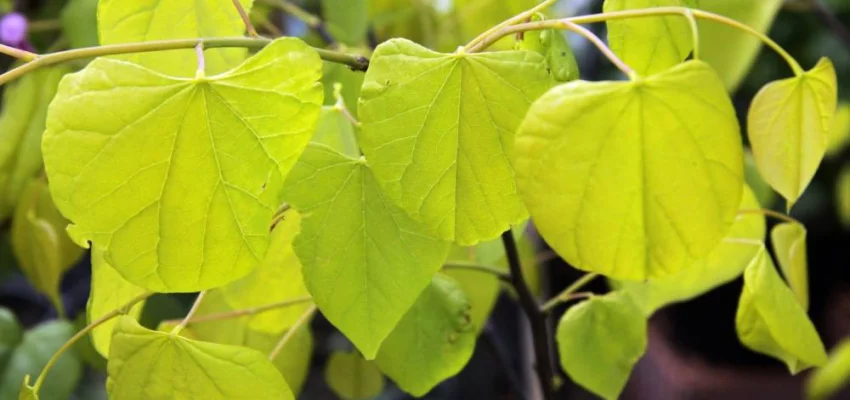 CERCIS canadensis 'Hearts of Gold' - Arbre de judée doré