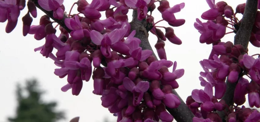 CERCIS canadensis 'Hearts of Gold' - Arbre de judée doré