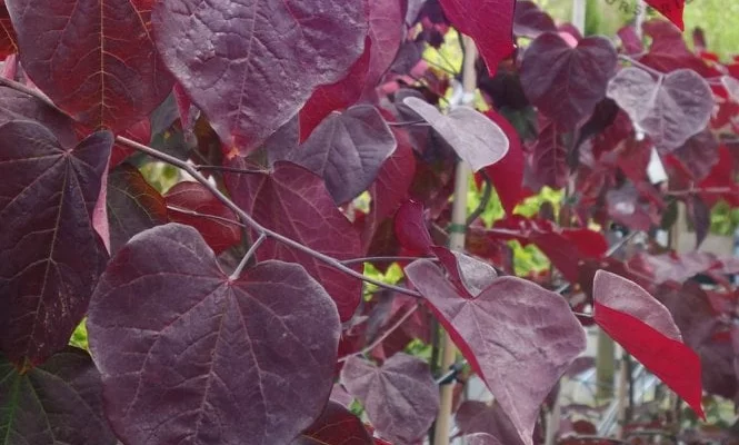 CERCIS canadensis 'Ruby Falls' - Arbre de Judée pleureur