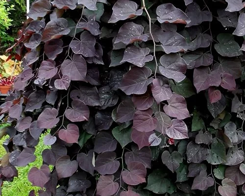 CERCIS canadensis 'Ruby Falls' - Arbre de Judée pleureur