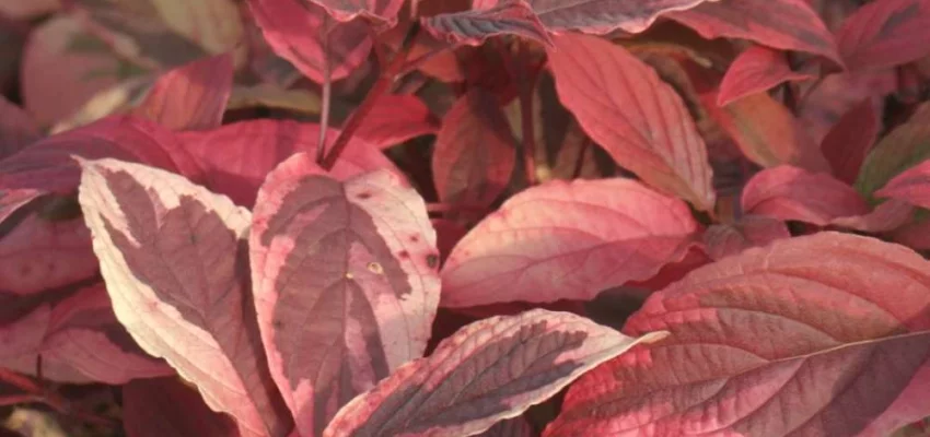 CORNUS alba 'Hedgerows Gold' - Cornouiller blanc