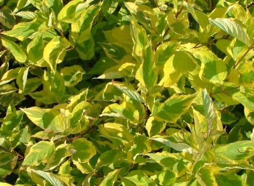 CORNUS alba 'Hedgerow's Gold' - Cornouiller blanc