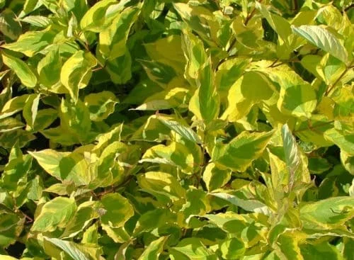 CORNUS alba 'Hedgerows Gold' - Cornouiller blanc