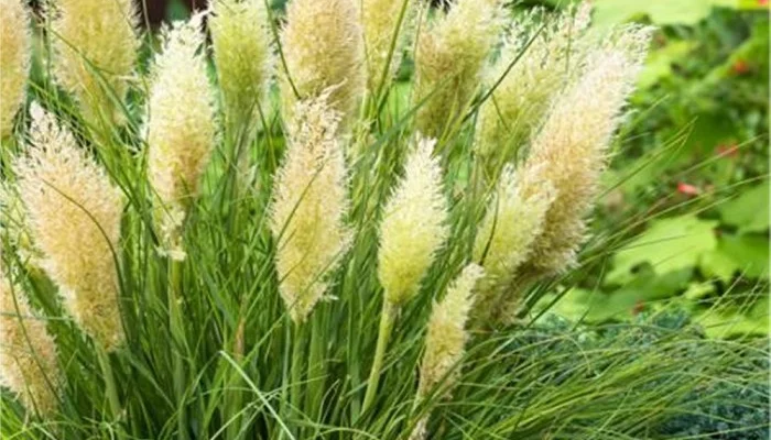 CORTADERIA selloana 'Tiny Pampas' - Herbe de la pampa naine